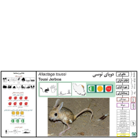 گونه دوپای توسی Tousi Jerboa